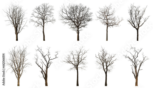 Collection of dead tree isolated on transparent background. for easy selection of designs.