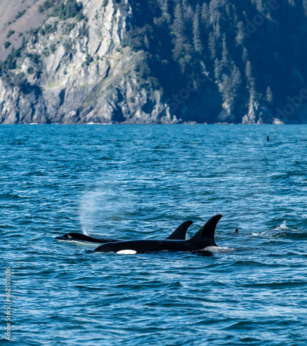Orca Pod Coming Up For Air © Marta