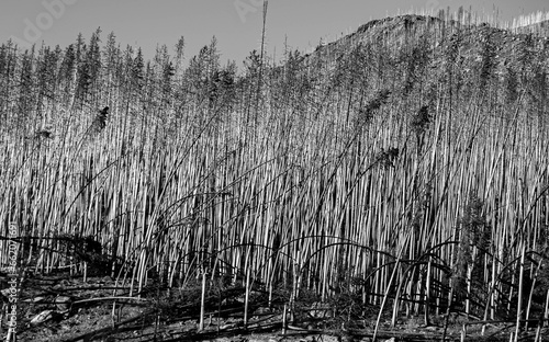 Bent Trees From Windy Wildfire © Marta