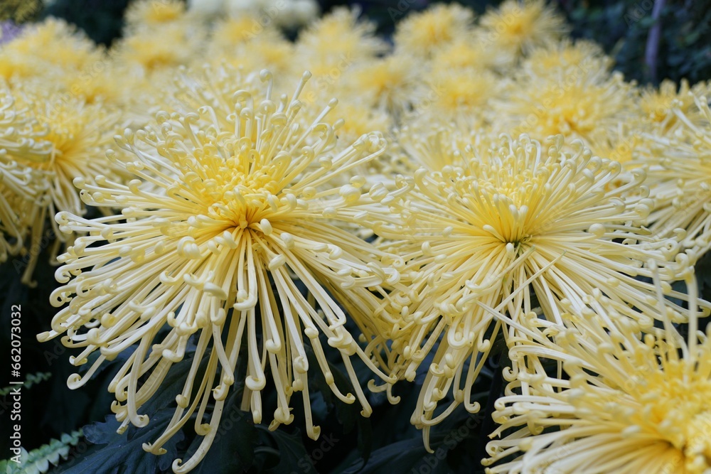Closeup of the light yellow color of spider mum 'Golden Splendor' flowers Closeup of the light yellow color of spider mum 'Golden Splendor' flowers
