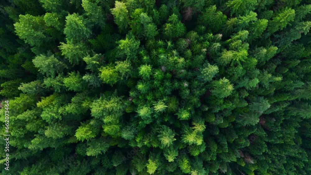 Top down view of the coniferous forest. Canada Top down view of the coniferous forest. Canada