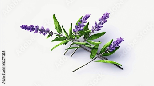 Set of collection purple sprigs lavender flowers watercolor isolated on white background. Lavender Leaves set of design Vector illustration.