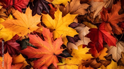 A close-up of a variety of autumn leaves in different colors  such as red  orange  yellow  and brown. thanksgiving concept.