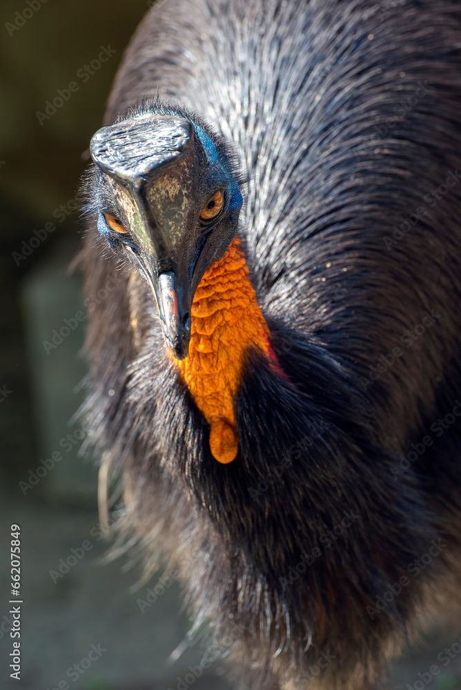 Fototapeta premium Close-up of a cassowary bird