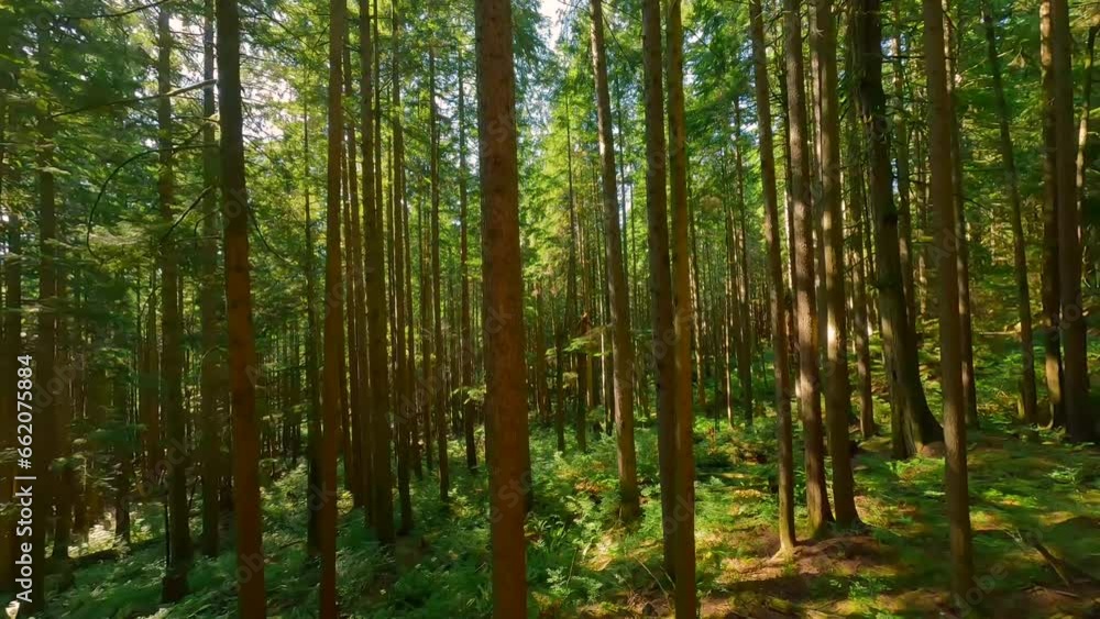 Smooth flight between the trees close to branches in a fabulous forest Smooth flight between the trees close to branches in a fabulous forest