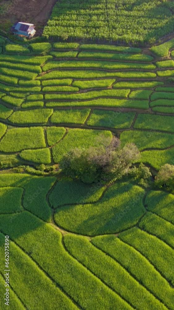 Terraced Rice Field in Chiangmai, Thailand, Royal Project Khun Pae in Northern Thailand with green rice paddy fields at sunset dusk Terraced Rice Field in Chiangmai, Thailand, Royal Project Khun Pae in Northern Thailand with green rice paddy fields at sunset dusk