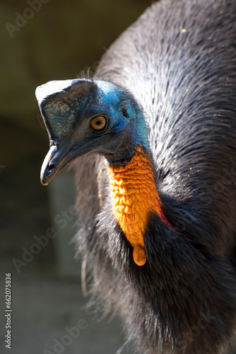 Close-up of a cassowary bird