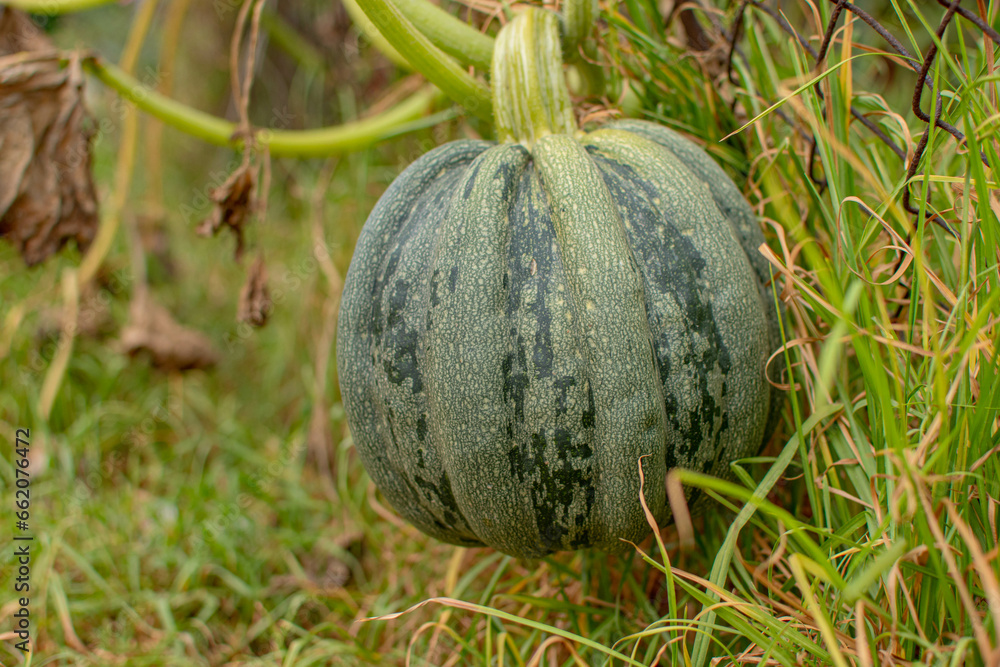 Foto horizontal de una Cucurbita o calabaza verde en un jardin atravezando una reja octubre hallowen Foto horizontal de una Cucurbita o calabaza verde en un jardin atravezando una reja octubre hallowen
