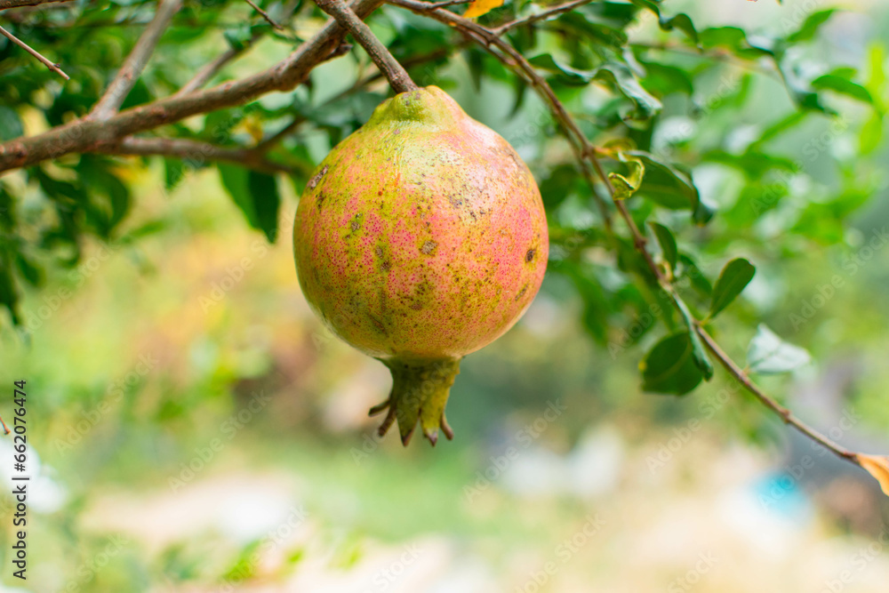 Punica granatum o granada o granado fruto rojo y amarillo de un arbol
Punica granatum o granada o granado fruto rojo y amarillo de un arbol