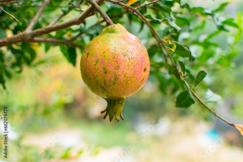 Punica granatum o granada o granado fruto rojo y amarillo de un arbol 
