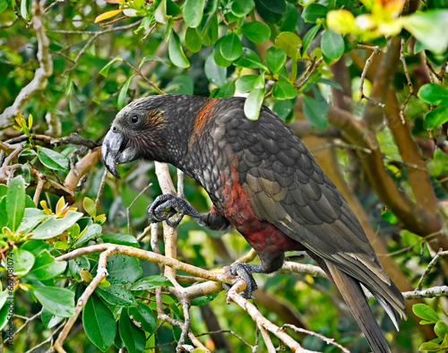 Kaka Bird at Glenfern Bird Sanctuary, Great Barrier Island, NZ photo