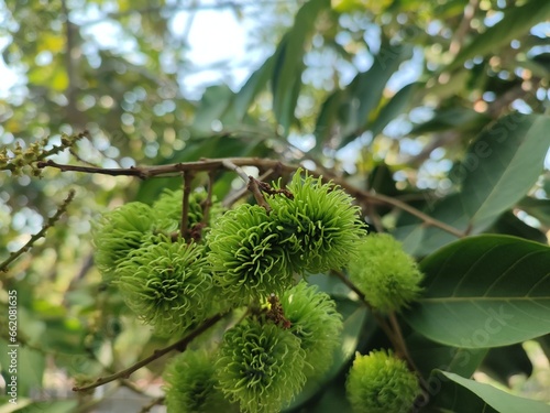 The young rambutan fruit has green hair tips.