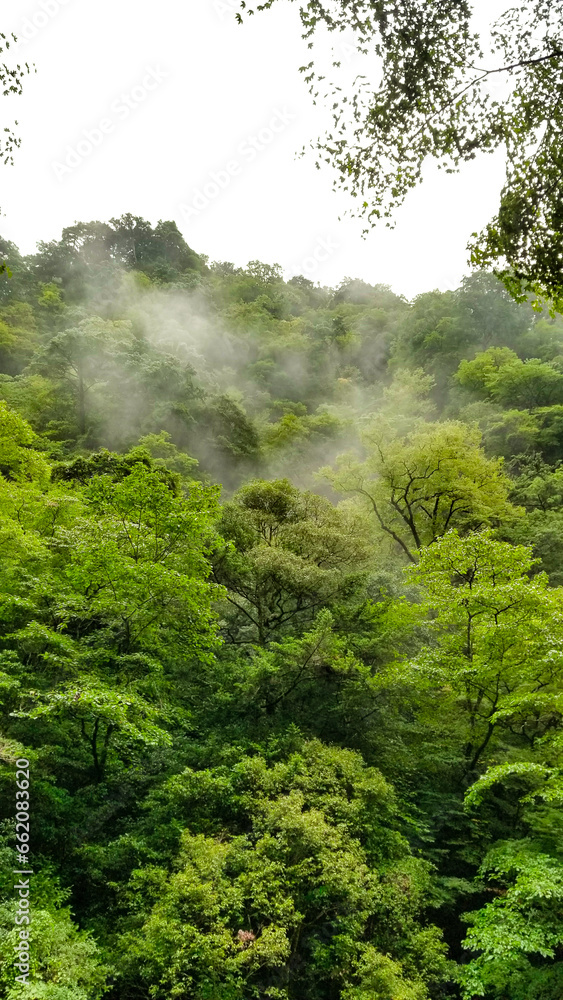 Obraz premium 新緑の木々に囲まれた森林