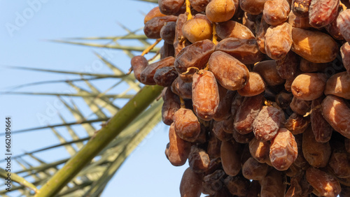 Palm Date fruit hanged on tree