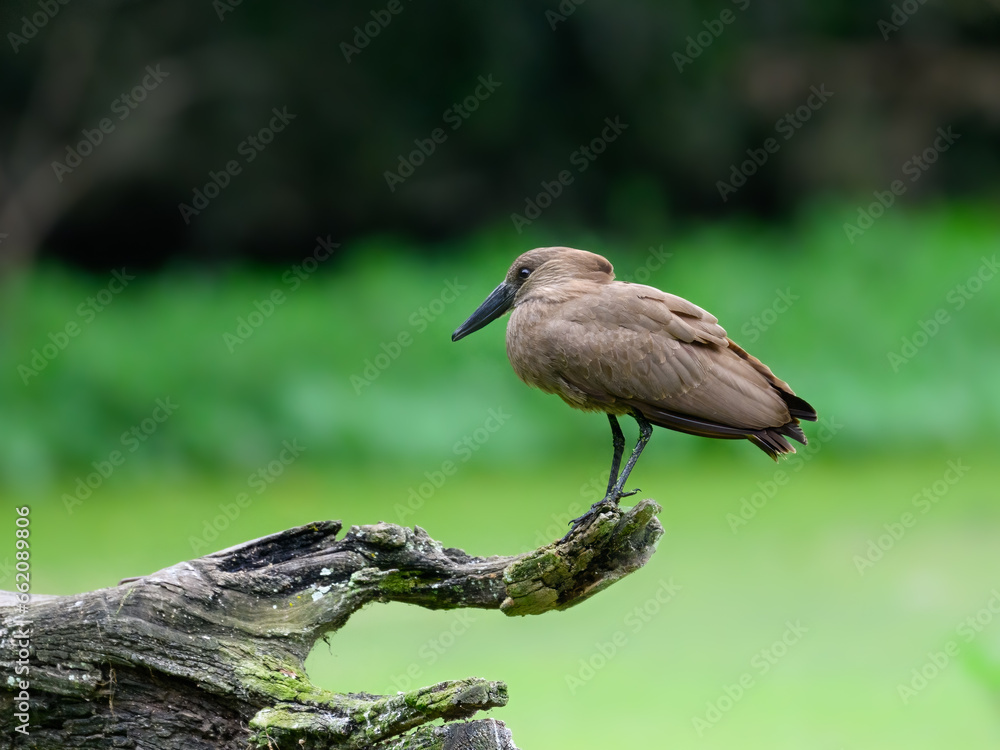 Fototapeta premium Hamerkop standing on log and fishing on green pond, portrait 