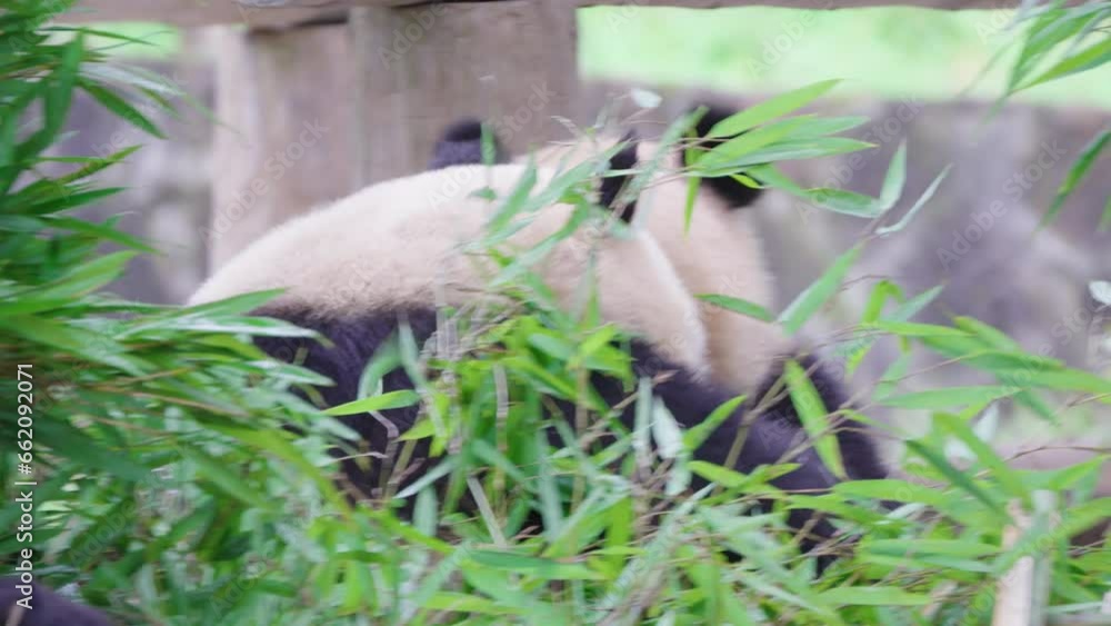 Giant pandas in Chengdu Giant pandas in Chengdu