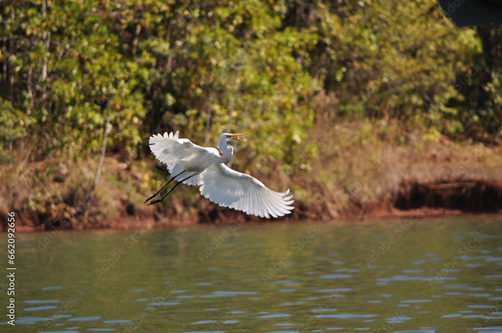 Fototapeta premium bird flying