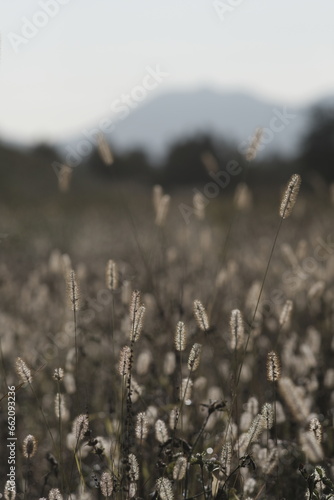 Dogtail grass in the wind photo