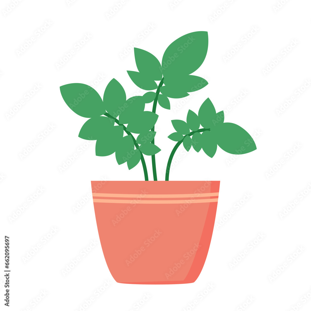 Zamioculcas Plant Illustration