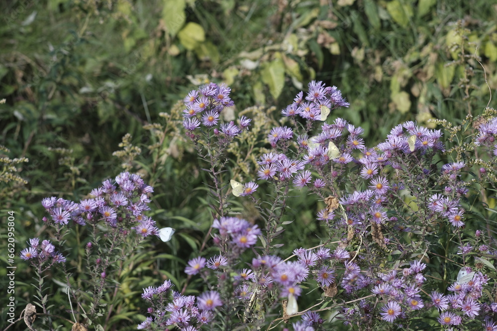 Obraz premium Green Butterfly and Purple Amethyst Aster