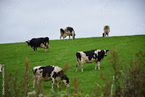 乳牛の放牧