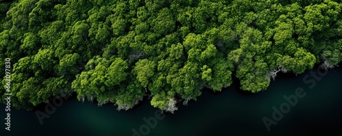 mangrove forest  aerial view photography  top view photography  Generative AI