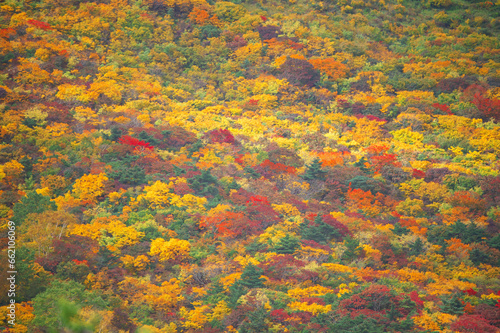 安達太良山の錦絵のように美しい紅葉
