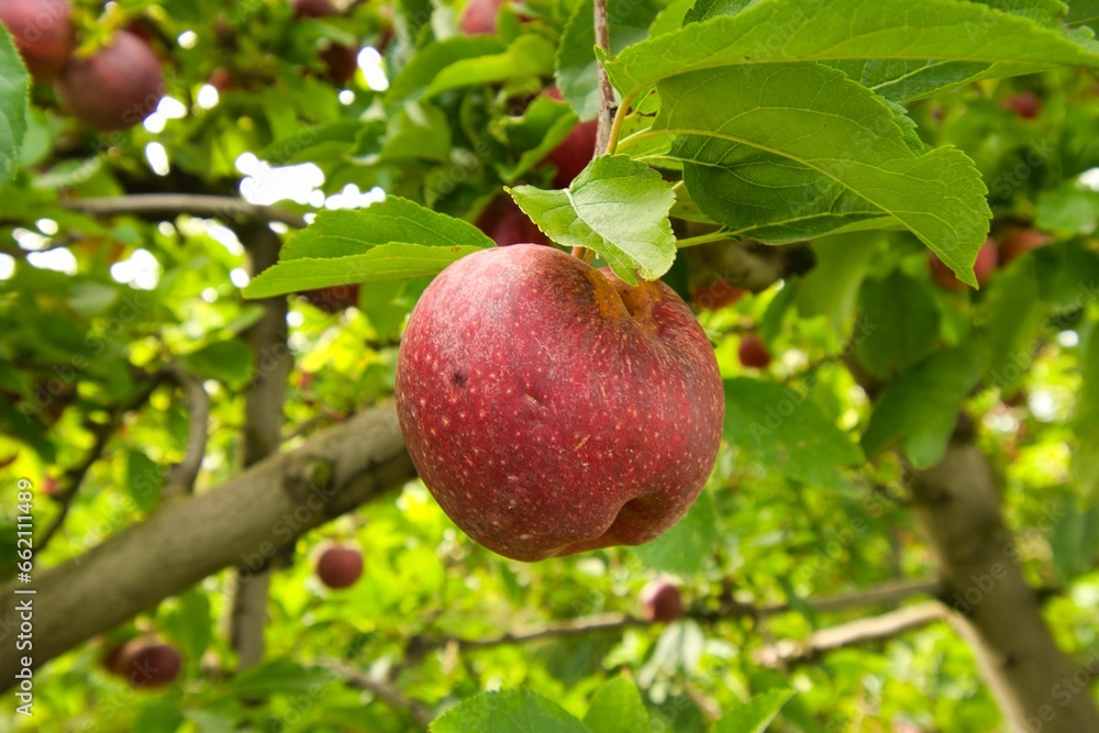 reife Äpfel inFrankreich reife Äpfel inFrankreich