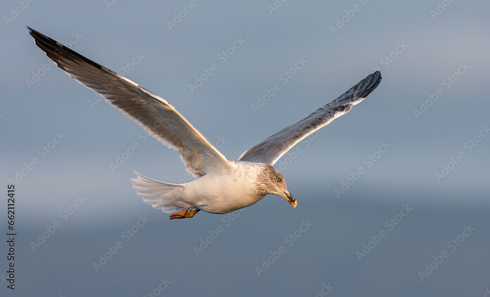 Atlantic Yellow-legged Gull, Larus michahellis atlantis Atlantic Yellow-legged Gull, Larus michahellis atlantis