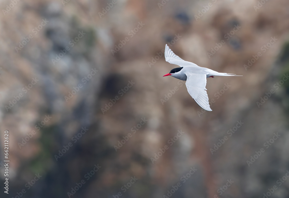 Antarctic Tern, Sterna vittata bethunei Antarctic Tern, Sterna vittata bethunei