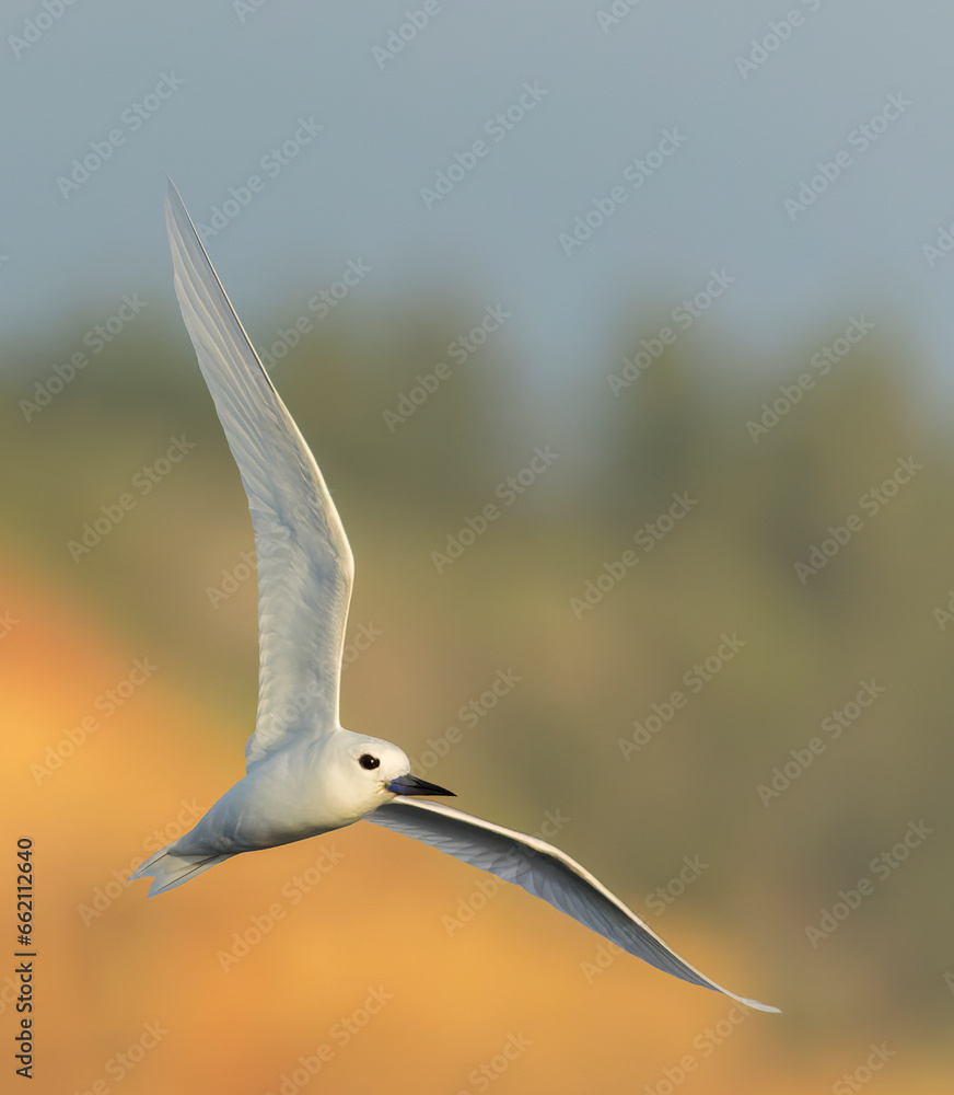 Indo-pacific White tern, Gygis (alba) candida