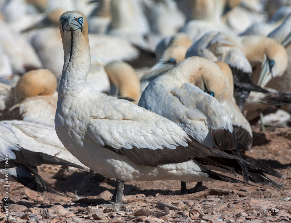 Obraz premium Cape Gannet, Morus capensis