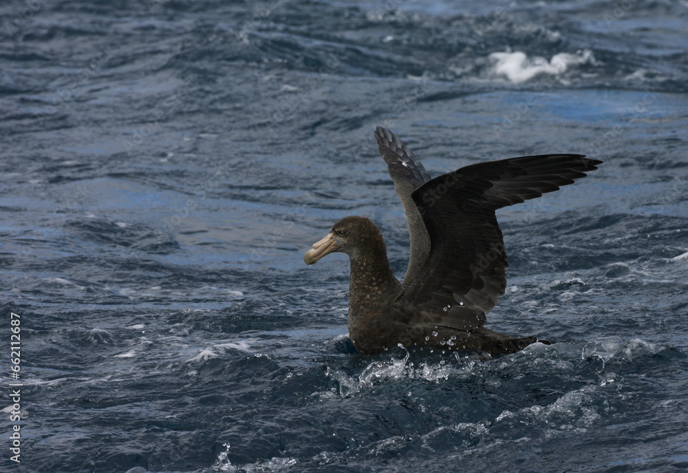 Southern Giant Petrel, Macronectes giganteus