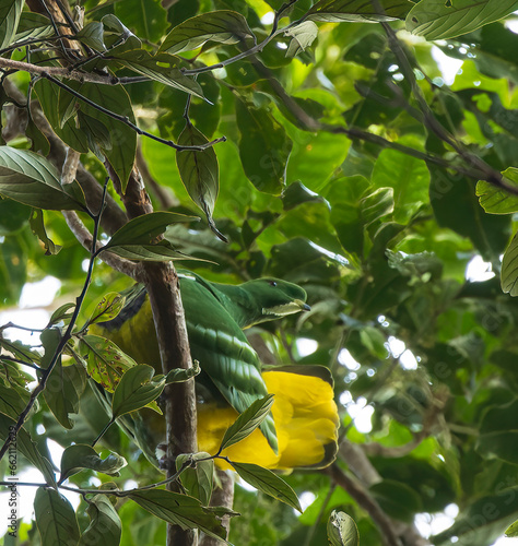 Cloven-feathered dove, Drepanoptila holosericea photo