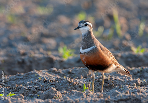 Eurasian Dotterel, Charadrius morinellus photo