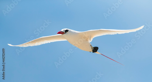 Cuadro en lienzo Red-tailed Tropicbird, Phaethon rubric