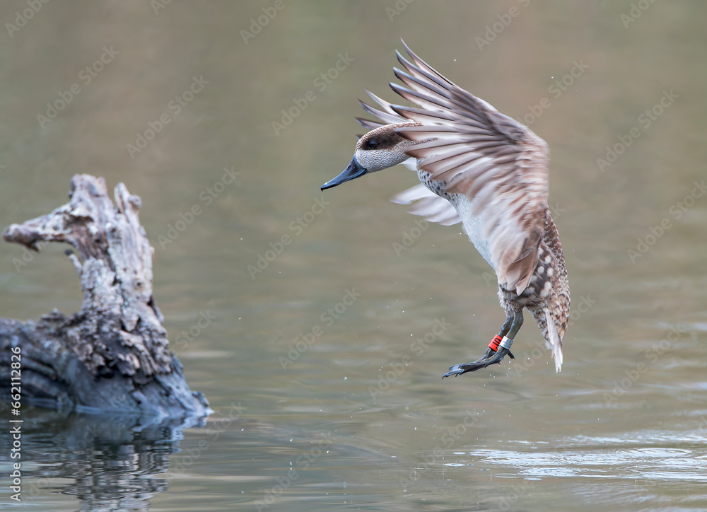 Marbled Teal, Marmaronetta angustirostris