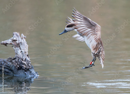 Obraz na płótnie Marbled Teal, Marmaronetta angustirostris w salonie
