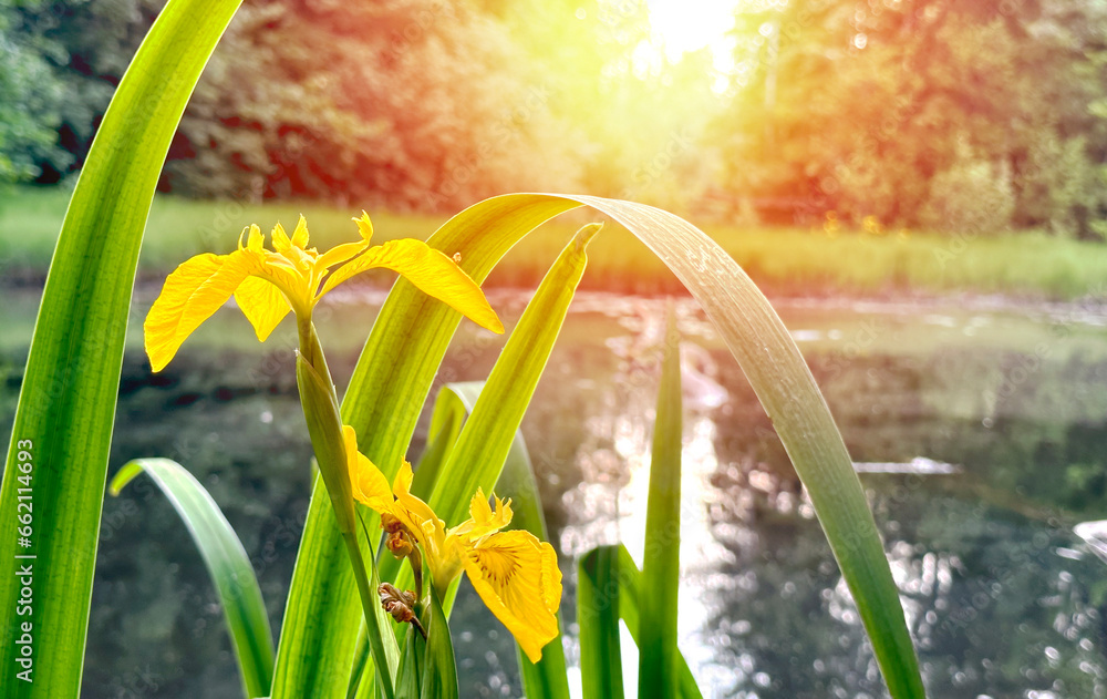 flowering of yellow iris on a beautiful pond