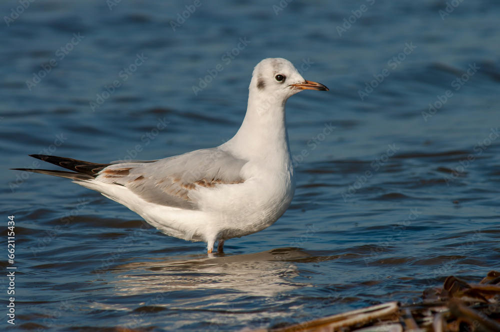 Common Black-headed Gull, Chroicocephalus ridibundus Common Black-headed Gull, Chroicocephalus ridibundus