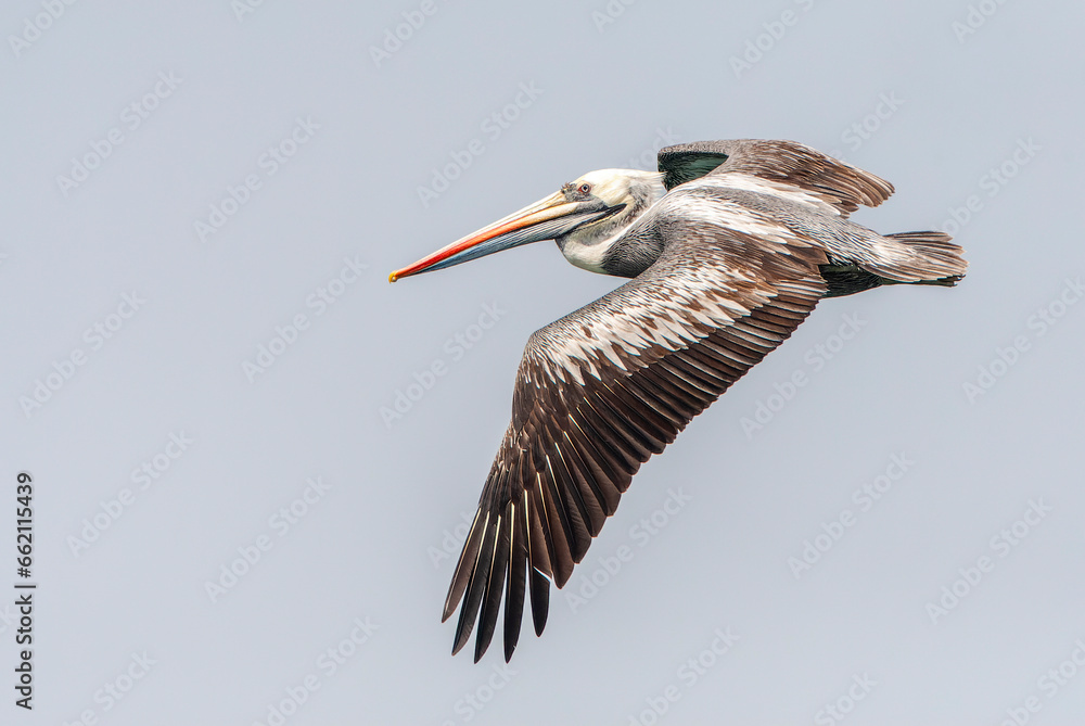 Obraz premium Peruvian Pelican, Pelecanus thagus