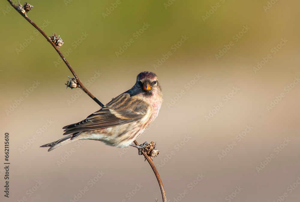 Mealy Redpoll, Acanthis flammea Mealy Redpoll, Acanthis flammea