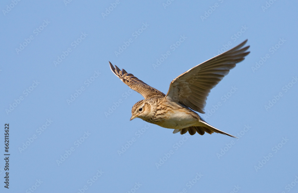 Fototapeta premium Eurasian Skylark, Alauda arvensis