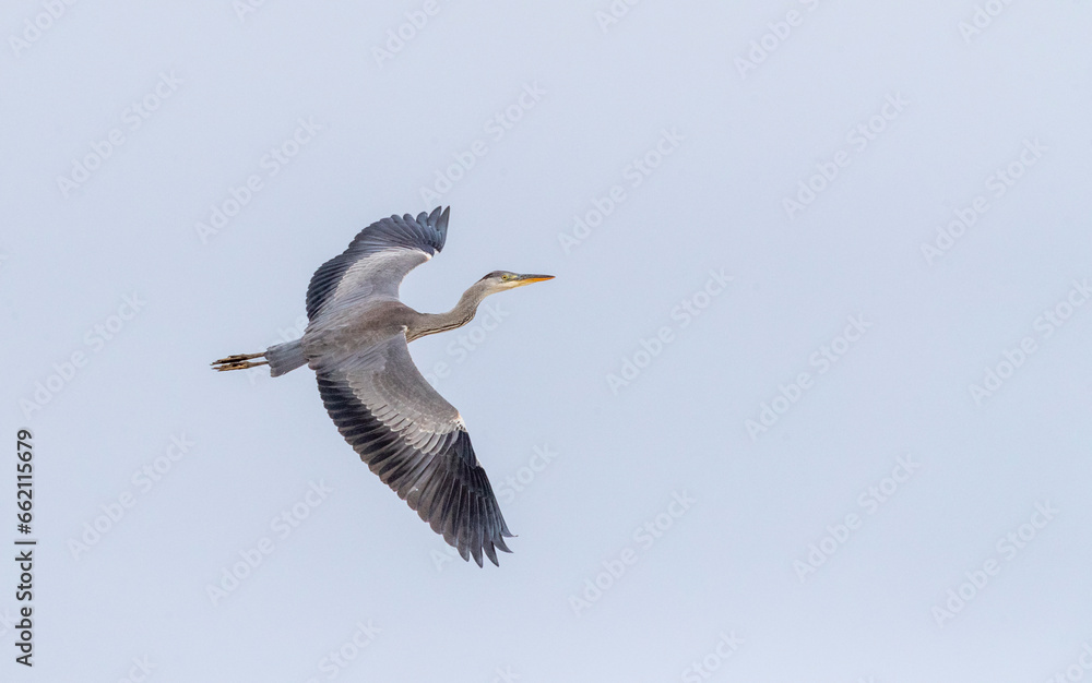 Obraz premium Grey Heron, Ardea cinerea