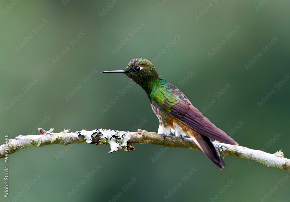 Fototapeta premium Buff-tailed Coronet, Boissonneaua flavescensa