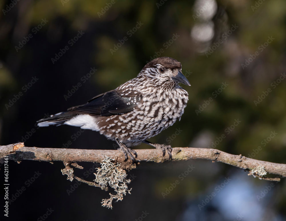 Spotted Nutcracker (Nucifraga caryocatactes) sitting on the perch Spotted Nutcracker (Nucifraga caryocatactes) sitting on the perch