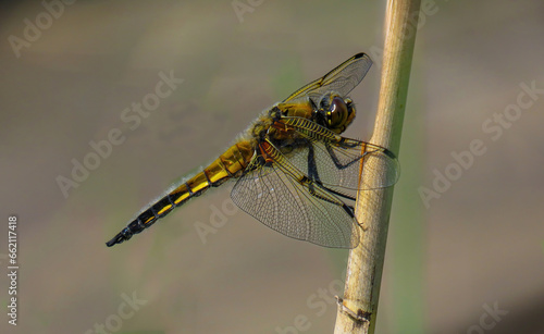 Yellow-Spotted Whiteface (Leucorrhinia pectoralis) Sitting On Branch.