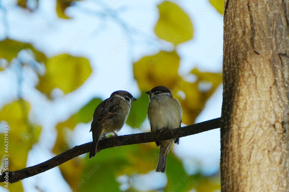 Obraz premium 木に並んで止まるスズメ