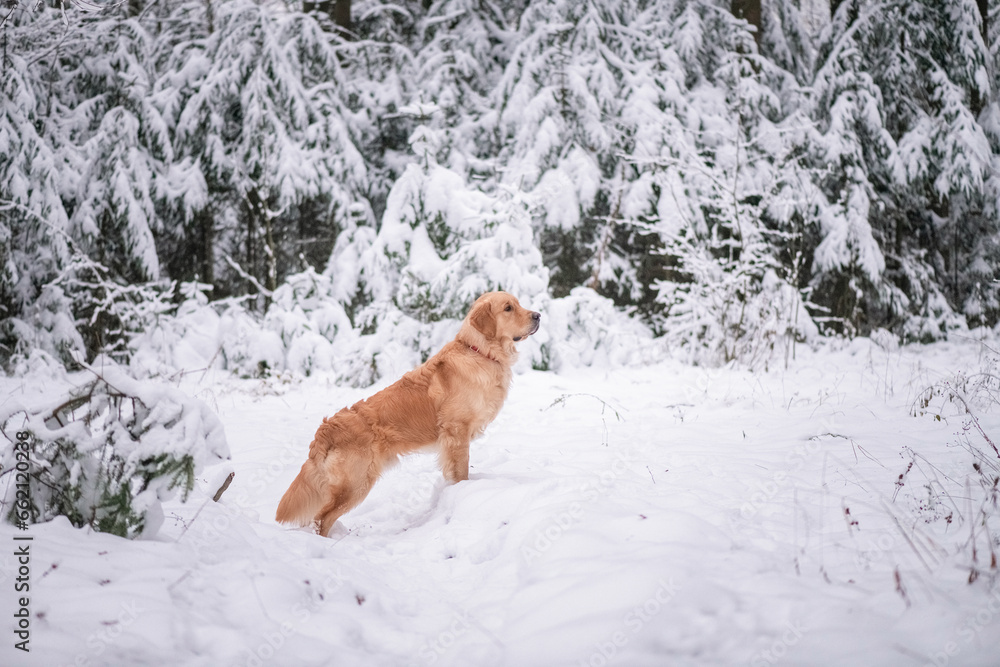 Purebred dog of the Golden Retriever breed on a walk in the winter forest. Purebred dog of the Golden Retriever breed on a walk in the winter forest.