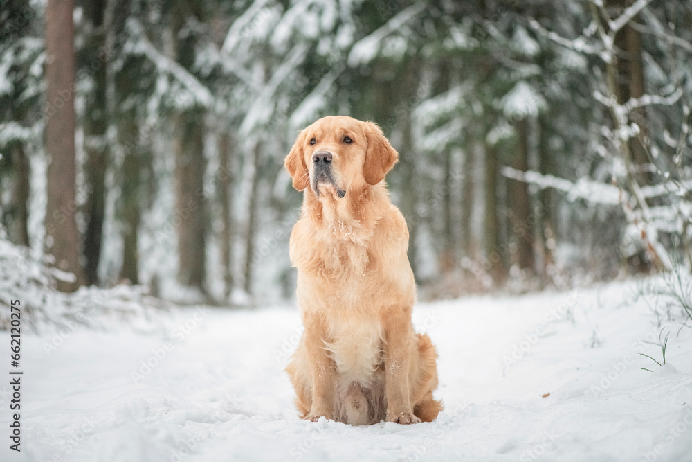 Purebred dog of the Golden Retriever breed on a walk in the winter forest.